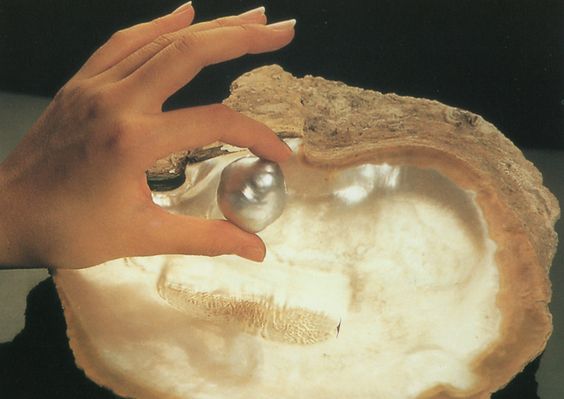 Pinctada Massima