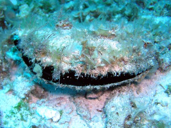 Ostrica perlifera dalle labbra nere